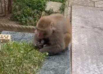 VIDEO/ Ndodh në Tiranë, majmuni prej disa ditësh në një azil të moshuarish, sulmon kujdestaren e qendrës