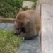 VIDEO/ Ndodh në Tiranë, majmuni prej disa ditësh në një azil të moshuarish, sulmon kujdestaren e qendrës