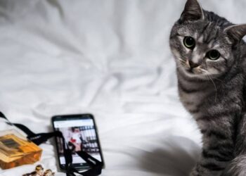 Japonia krijon aplikacioni me Inteligjencë Artificiale që zbulon dhimbjet tek macet