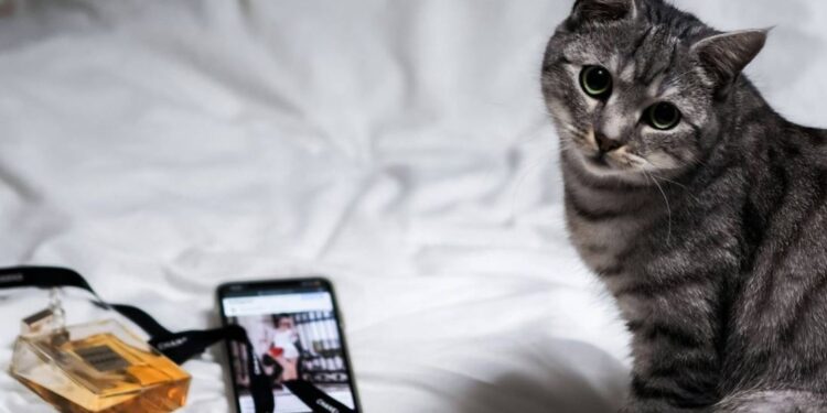 Japonia krijon aplikacioni me Inteligjencë Artificiale që zbulon dhimbjet tek macet