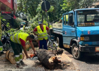 Pema bie mbi trotuar te “Myslym Shyri”, këputen kabujt elektrikë
