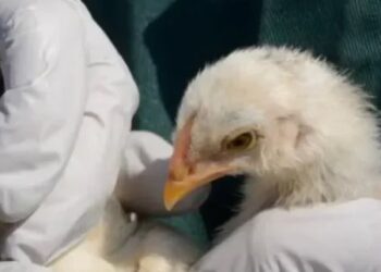 Meksikë, shënohet viktima e parë në botë nga gripi i shpendëve