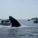 SHBA/ Momente paniku në det, balena del nga uji dhe përmbys varkën e peshkatarëve (VIDEO)