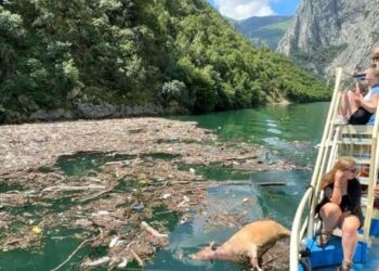 Foto/ Liqeni i Komanit mbulohet nga plehrat dhe kafshët e ngordhura