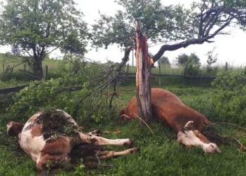 Stuhia e fortë shkakton dëme të mëdha në Malin e Zi, rrufeja vret kafshët