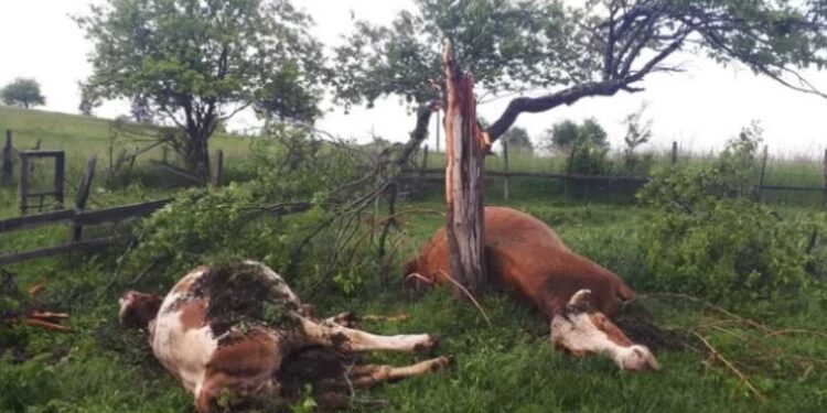Stuhia e fortë shkakton dëme të mëdha në Malin e Zi, rrufeja vret kafshët