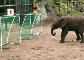 Pas majmunit të Dormundit, edhe elefanti i Madridit bën parashikimin për finalen Spanjë-Angli