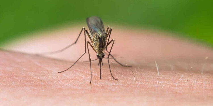 ‘Ethet e Nilit’! Epidemiologët: Janë rreth 3 mijë të infektuar, vdekjet deri në…