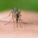 ‘Ethet e Nilit’! Epidemiologët: Janë rreth 3 mijë të infektuar, vdekjet deri në…